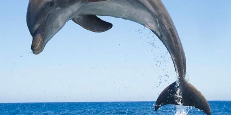 Los Cristianos – moje plavba za delfíny a velrybami